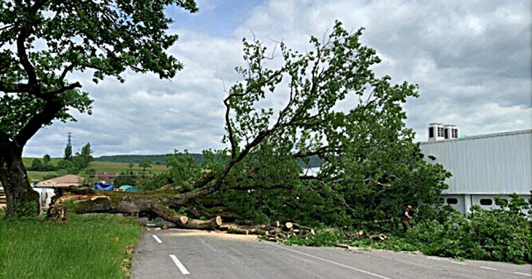 actualités 7 chene